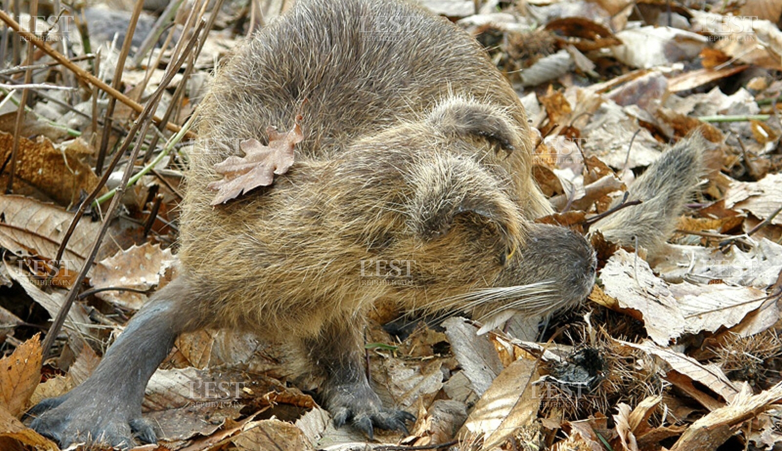 Post Image