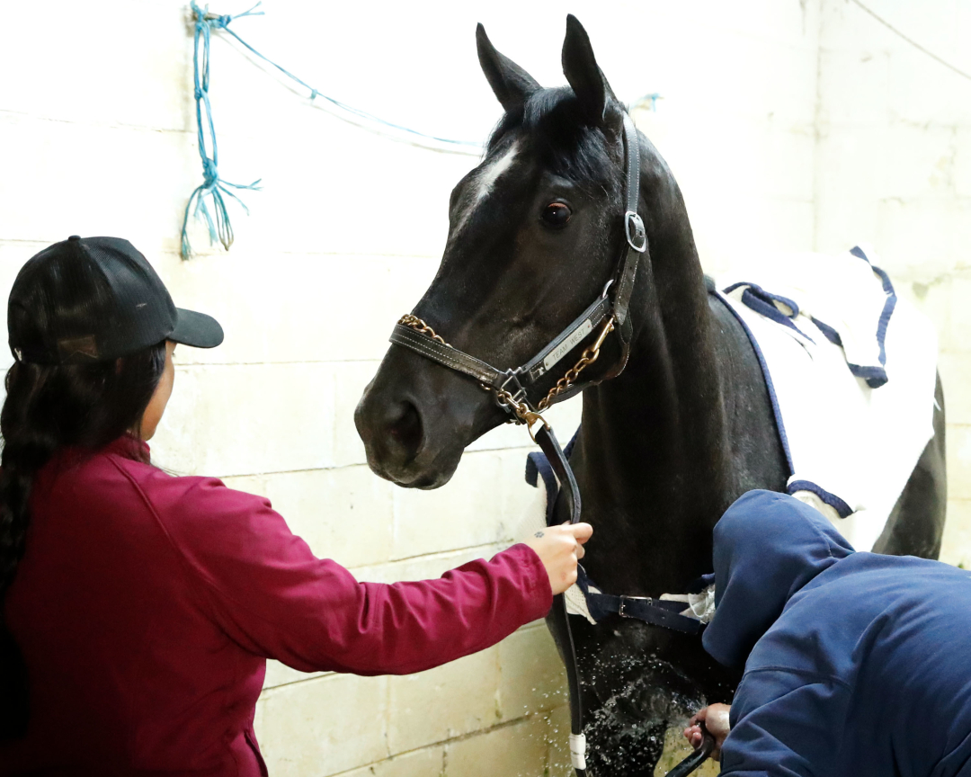 2025 Kentucky Derby: Chunk Of Gold's Profile And Betting Odds 2025 Kentucky Derby: Chunk Of Gold's Profile And Betting Odds
