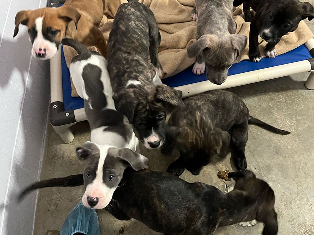 49 Dogs Seized From Washington County Breeder: Details Emerge 49 Dogs Seized From Washington County Breeder: Details Emerge