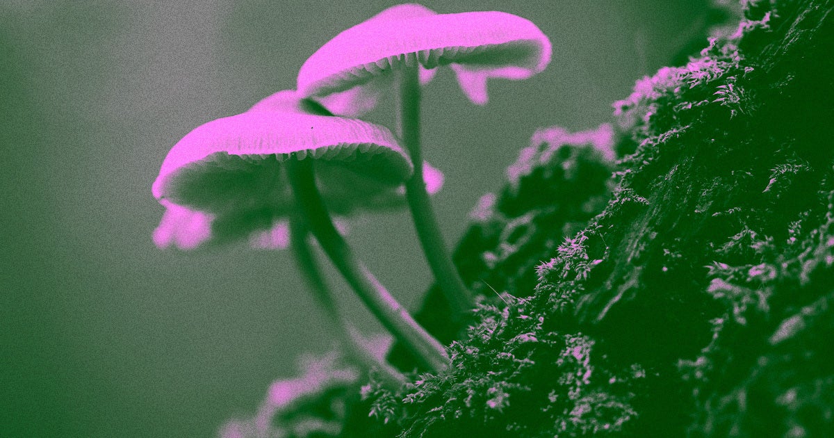 A Fungi Threat: Global Warming And The Rise Of Internal Parasitism A Fungi Threat: Global Warming And The Rise Of Internal Parasitism