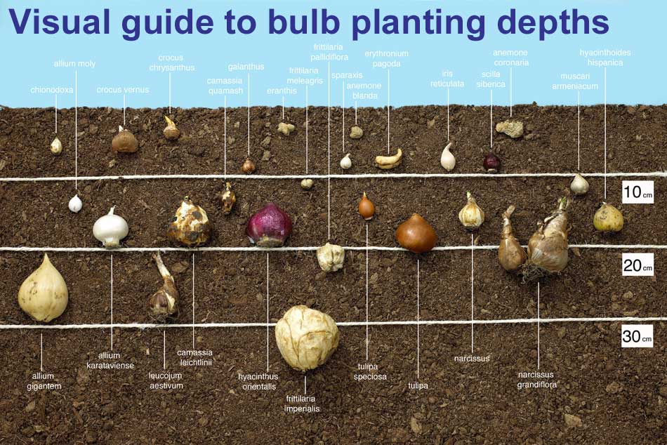 A Gardener's Guide To Hyacinth Bulb Planting: Timing And Techniques A Gardener's Guide To Hyacinth Bulb Planting: Timing And Techniques