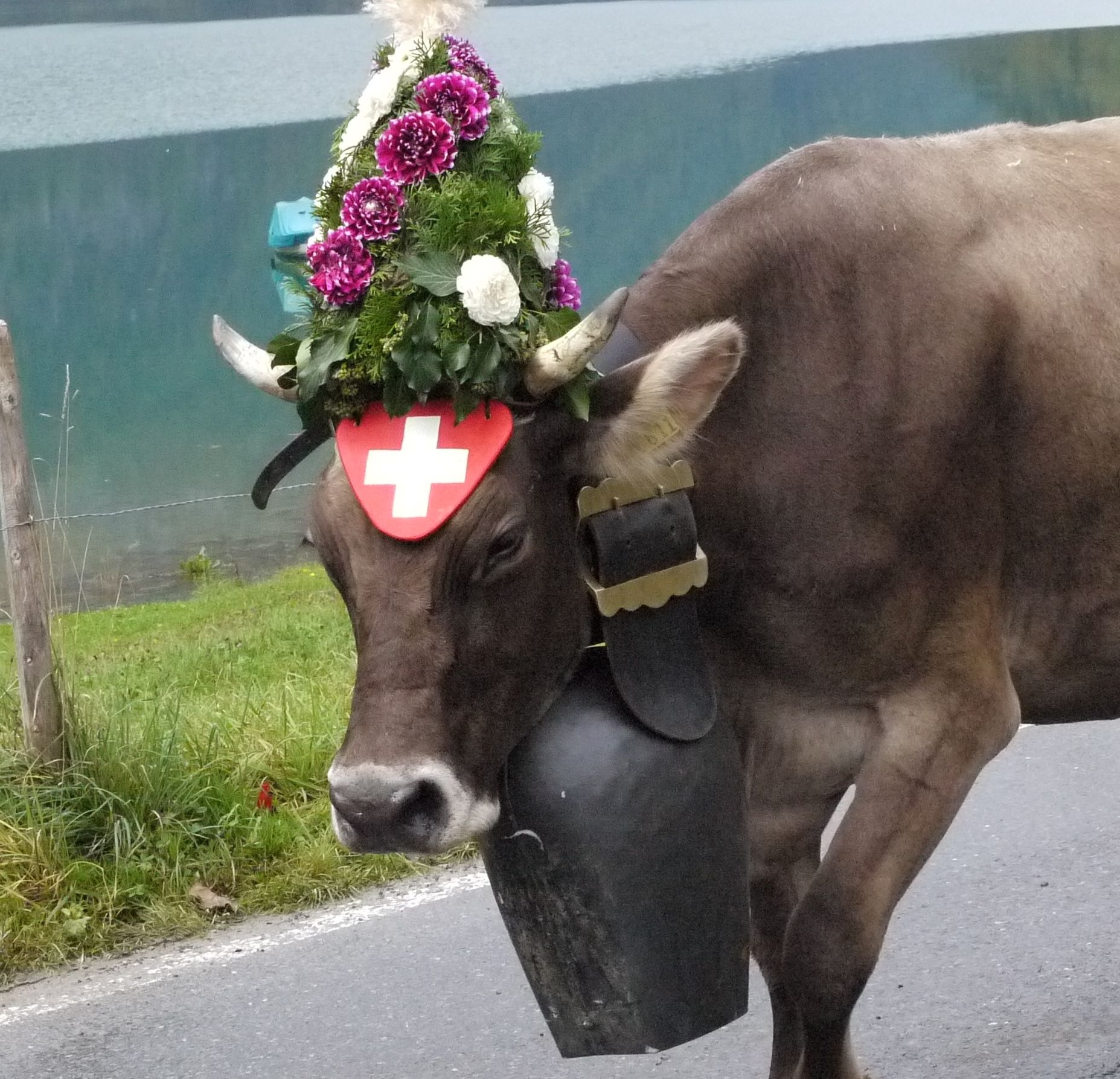 Airlifting Cows: The Swiss Village's Unconventional Rescue Mission Airlifting Cows: The Swiss Village's Unconventional Rescue Mission