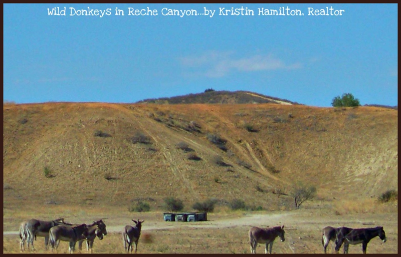 Annual Donkey Roundup Rocks Southern California Annual Donkey Roundup Rocks Southern California