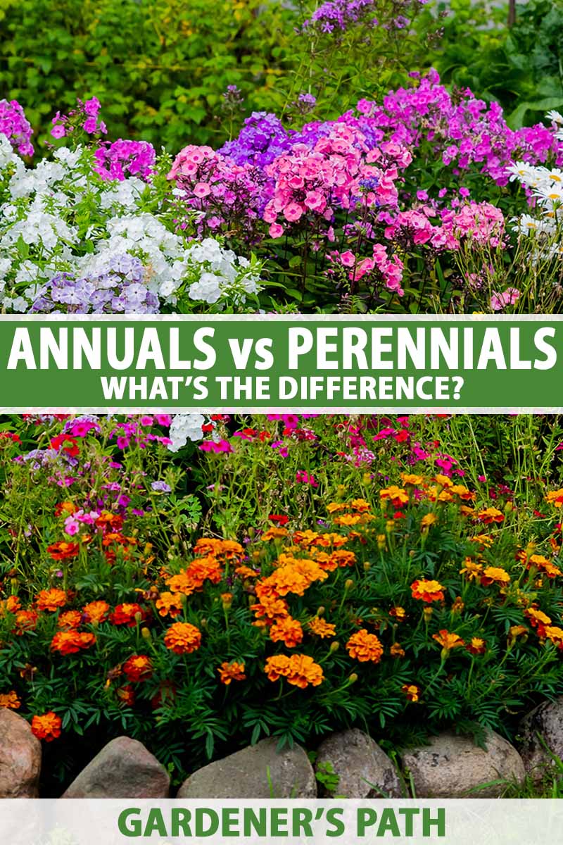 Annuals Vs. Perennials: Which Flowers Are Right For Your Garden? Annuals Vs. Perennials: Which Flowers Are Right For Your Garden?