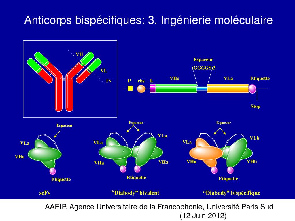 Anticorps Bispécifique De Dren Bio : Sanofi Consolide Sa Position En Immunologie Anticorps Bispécifique De Dren Bio : Sanofi Consolide Sa Position En Immunologie