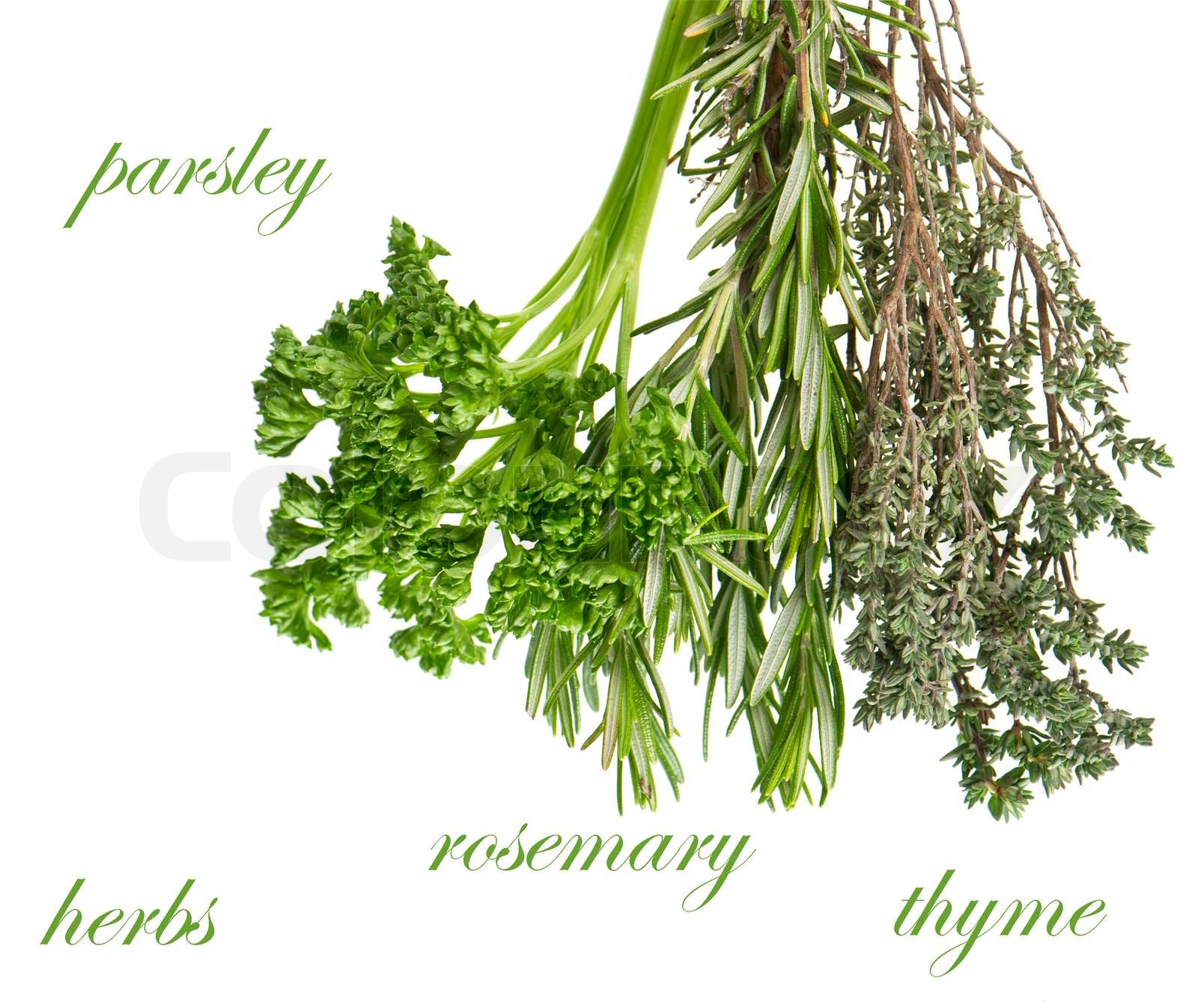 Aromatic Herbs: Rosemary & Thyme Aromatic Herbs: Rosemary & Thyme