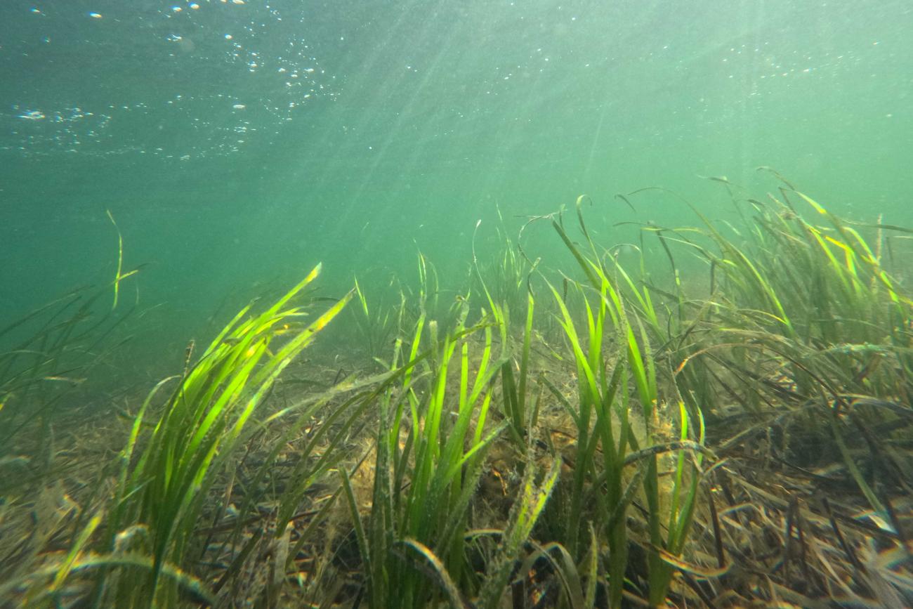 Boosting Scotland's Coastline: Seagrass Planting Initiatives And Their Impact Boosting Scotland's Coastline: Seagrass Planting Initiatives And Their Impact