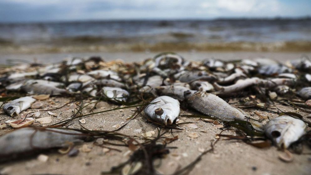 California's Coastal Crisis: The Devastating Effects Of Toxic Algae Blooms California's Coastal Crisis: The Devastating Effects Of Toxic Algae Blooms