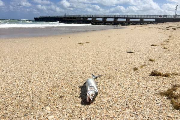 Cape Cod Red Tide Emergency: What You Need To Know Cape Cod Red Tide Emergency: What You Need To Know