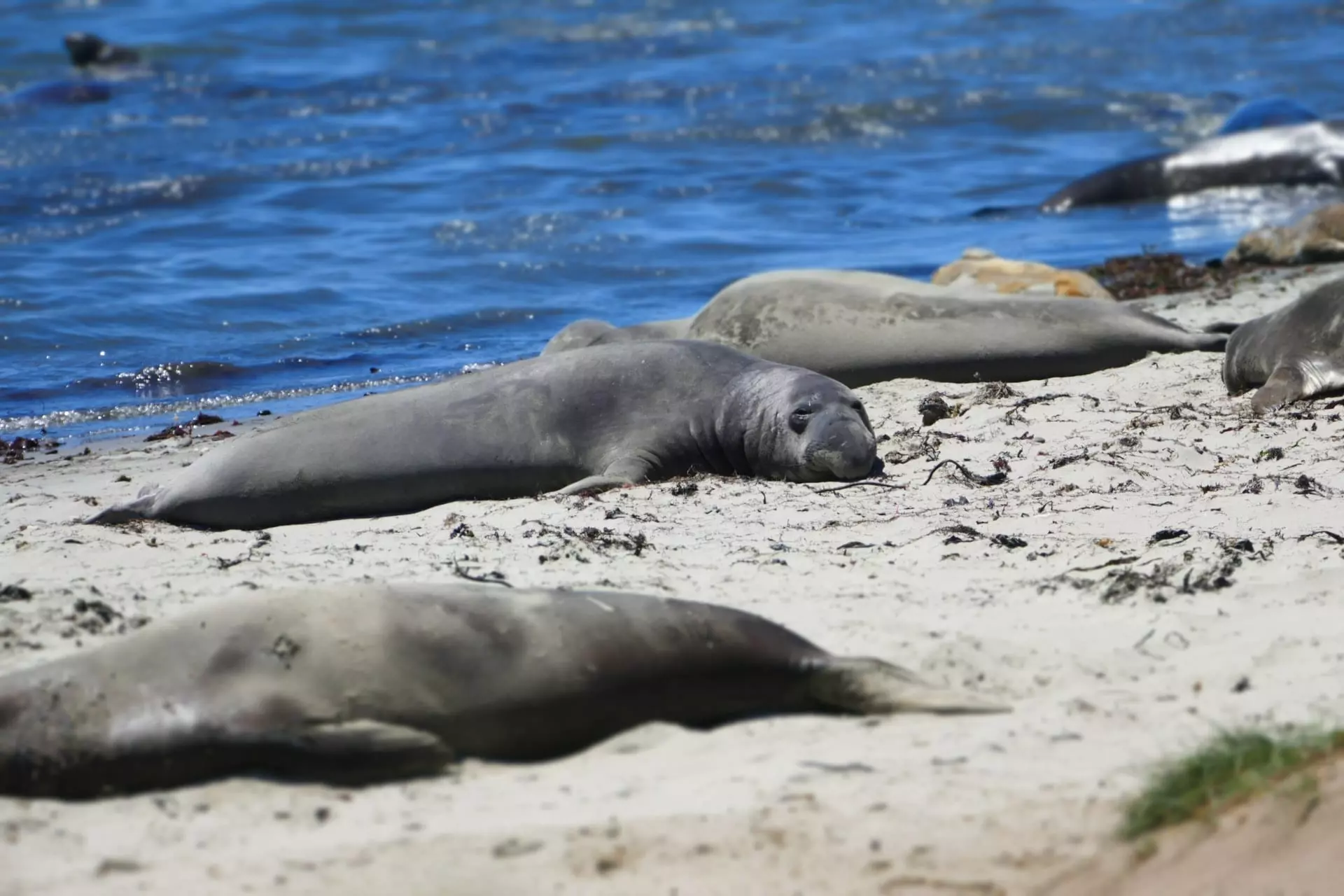 Cape Town Elephant Seal Disrupts Suburban Traffic Cape Town Elephant Seal Disrupts Suburban Traffic
