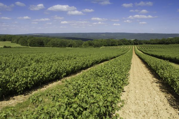 Cassis Blackcurrant: Production And Cultivation Cassis Blackcurrant: Production And Cultivation