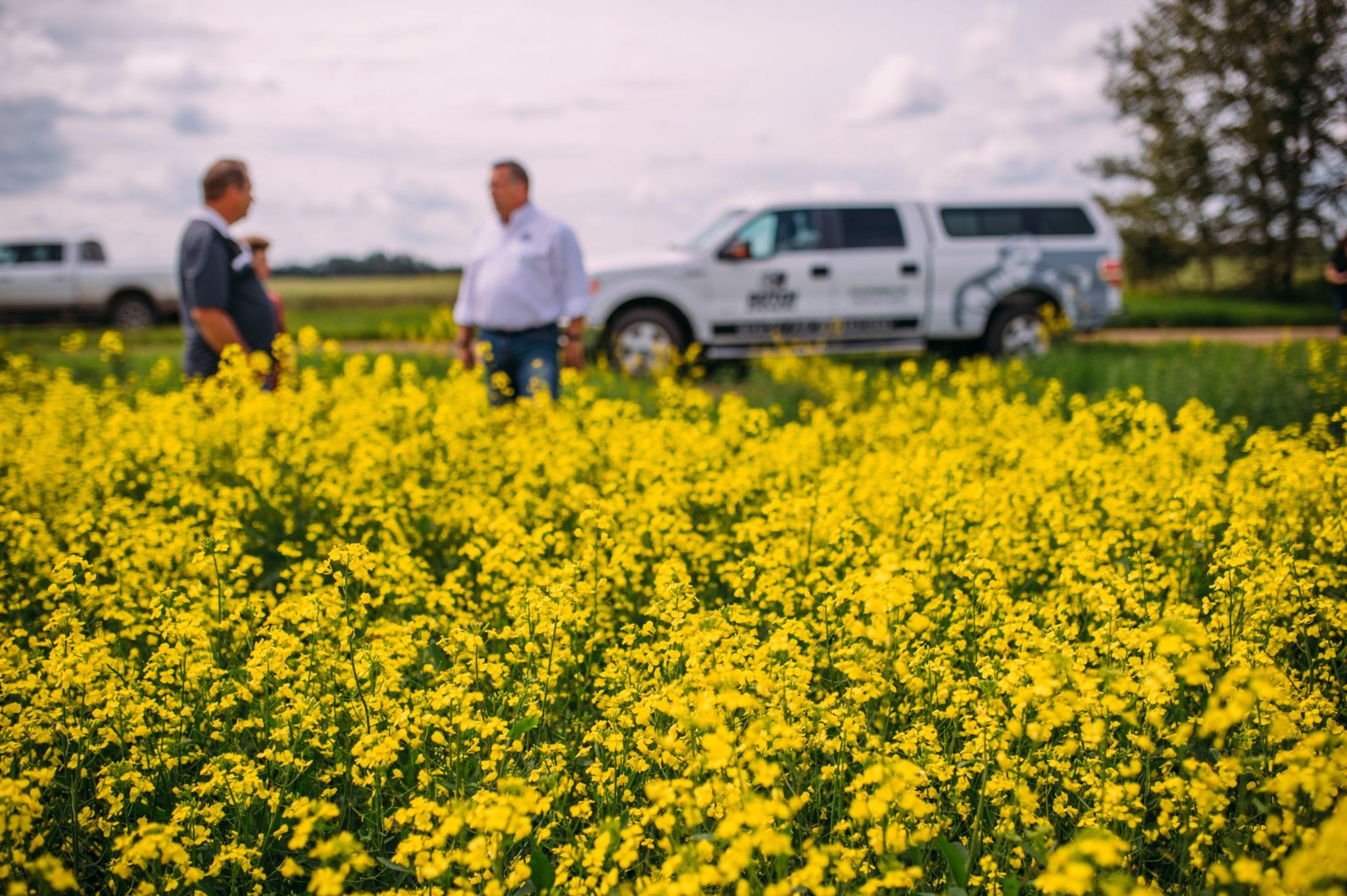 China's Canola Imports: A Look At New Supply Chains China's Canola Imports: A Look At New Supply Chains