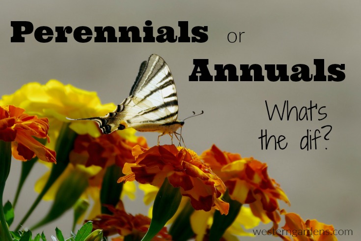 Choosing Between Annuals And Perennials: A Practical Comparison Choosing Between Annuals And Perennials: A Practical Comparison