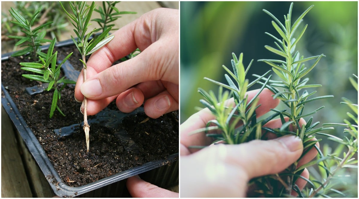Choosing The Best Rosemary & Thyme For Your Needs Choosing The Best Rosemary & Thyme For Your Needs