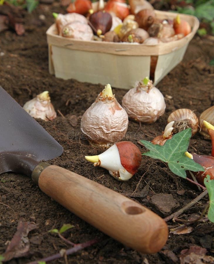 Choosing The Right Planting Time For Hyacinth Bulbs Choosing The Right Planting Time For Hyacinth Bulbs