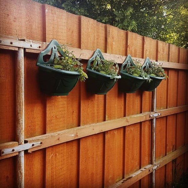 Choosing The Right Plants For Your Living Fence Project Choosing The Right Plants For Your Living Fence Project