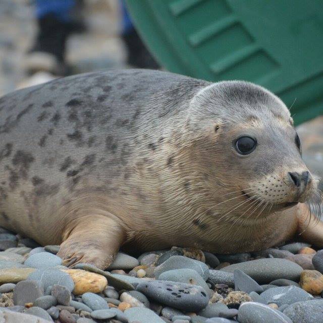 Closure Of Pieterburen Seal Rescue Centre: 50 Years Of Protecting Seals Closure Of Pieterburen Seal Rescue Centre: 50 Years Of Protecting Seals