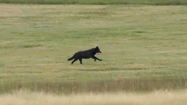 Colorado Gray Wolf Dies After Relocation To Wyoming Colorado Gray Wolf Dies After Relocation To Wyoming