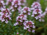 Cooking With Rosemary & Thyme: A Comprehensive Guide
