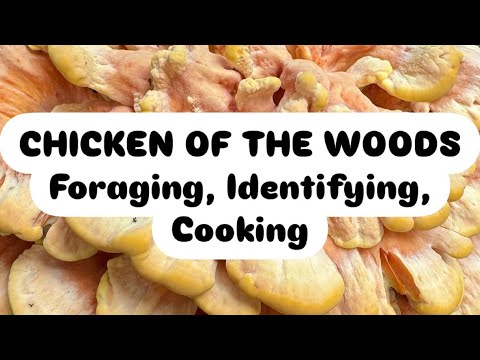 Country Diary: Identifying And Cooking The Carrot's Roastable Relative