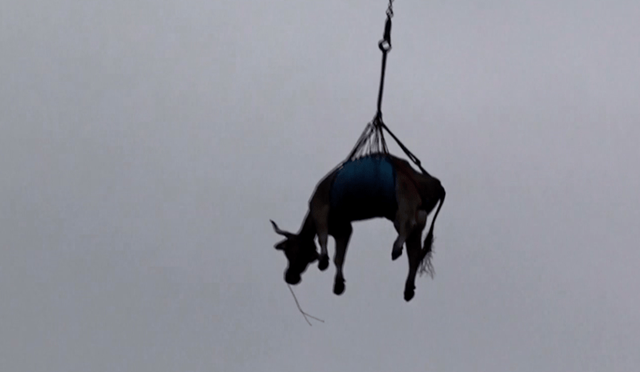 Cows Airlifted From Swiss Village: A Unique Rescue Operation