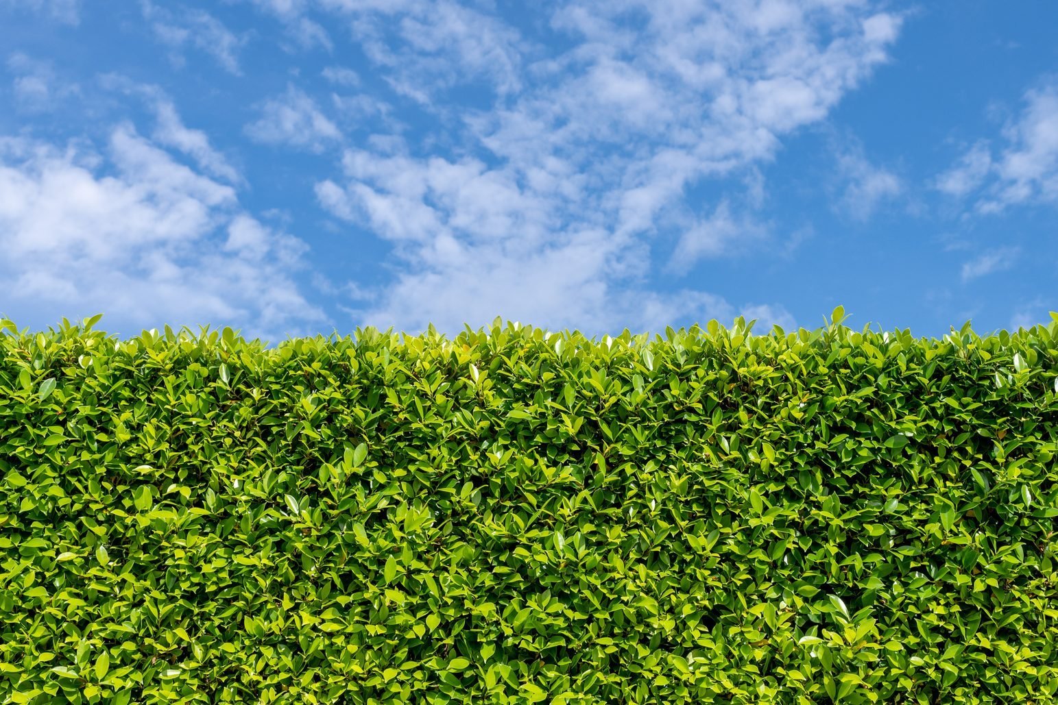 Create A Beautiful & Functional Living Fence: Your Comprehensive Guide Create A Beautiful & Functional Living Fence: Your Comprehensive Guide