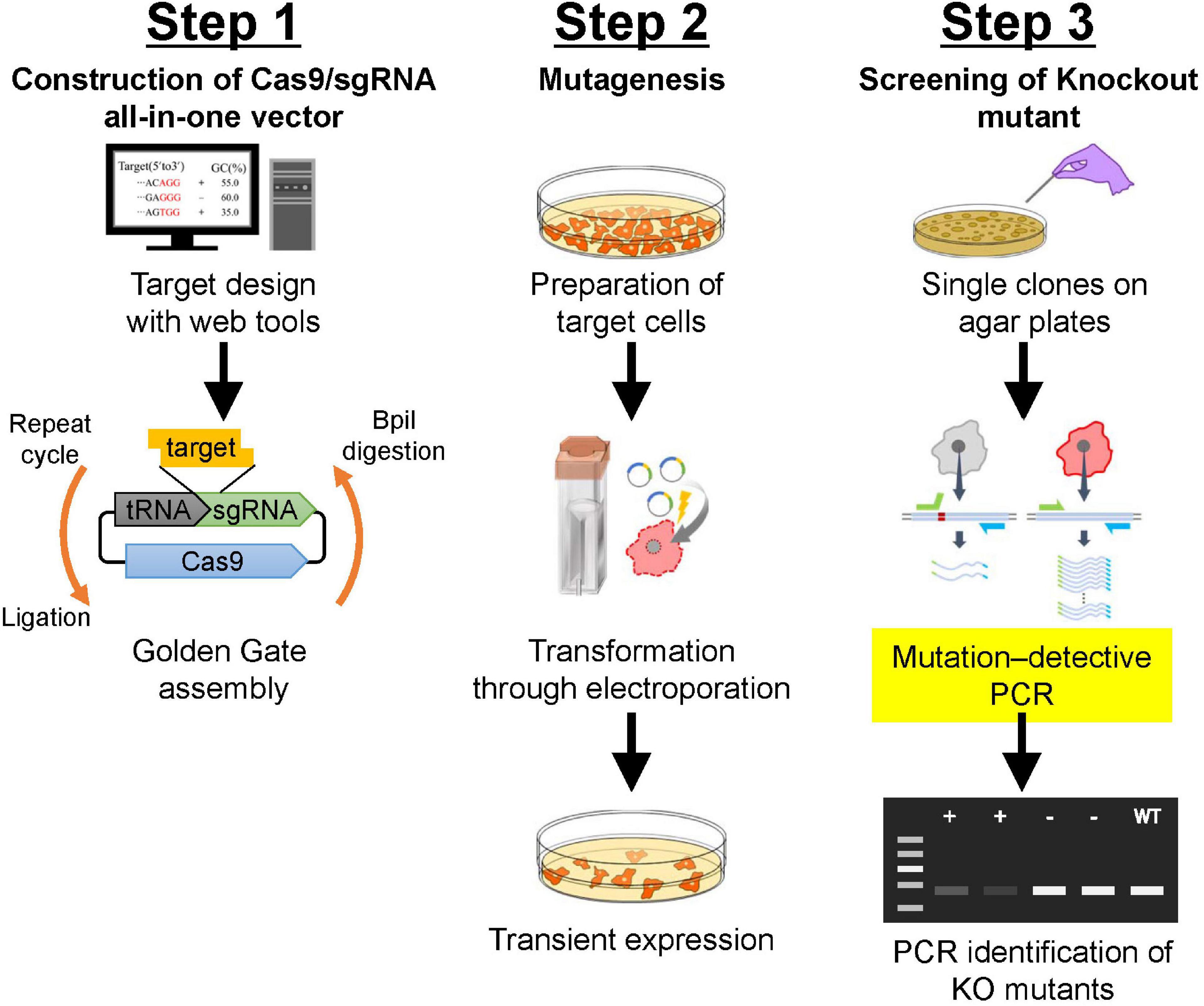 CRISPR-Mediated Whole Gene Transfer: A Powerful New Tool CRISPR-Mediated Whole Gene Transfer: A Powerful New Tool