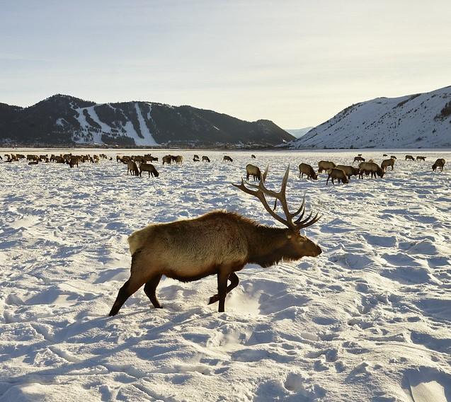 CWD Found In Jackson Hole Elk: Understanding The Risks CWD Found In Jackson Hole Elk: Understanding The Risks