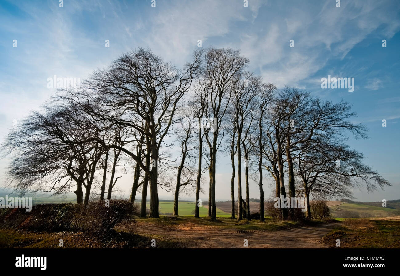 David Hockney: A Bigger Picture - The Yorkshire Wolds And Beyond David Hockney: A Bigger Picture - The Yorkshire Wolds And Beyond