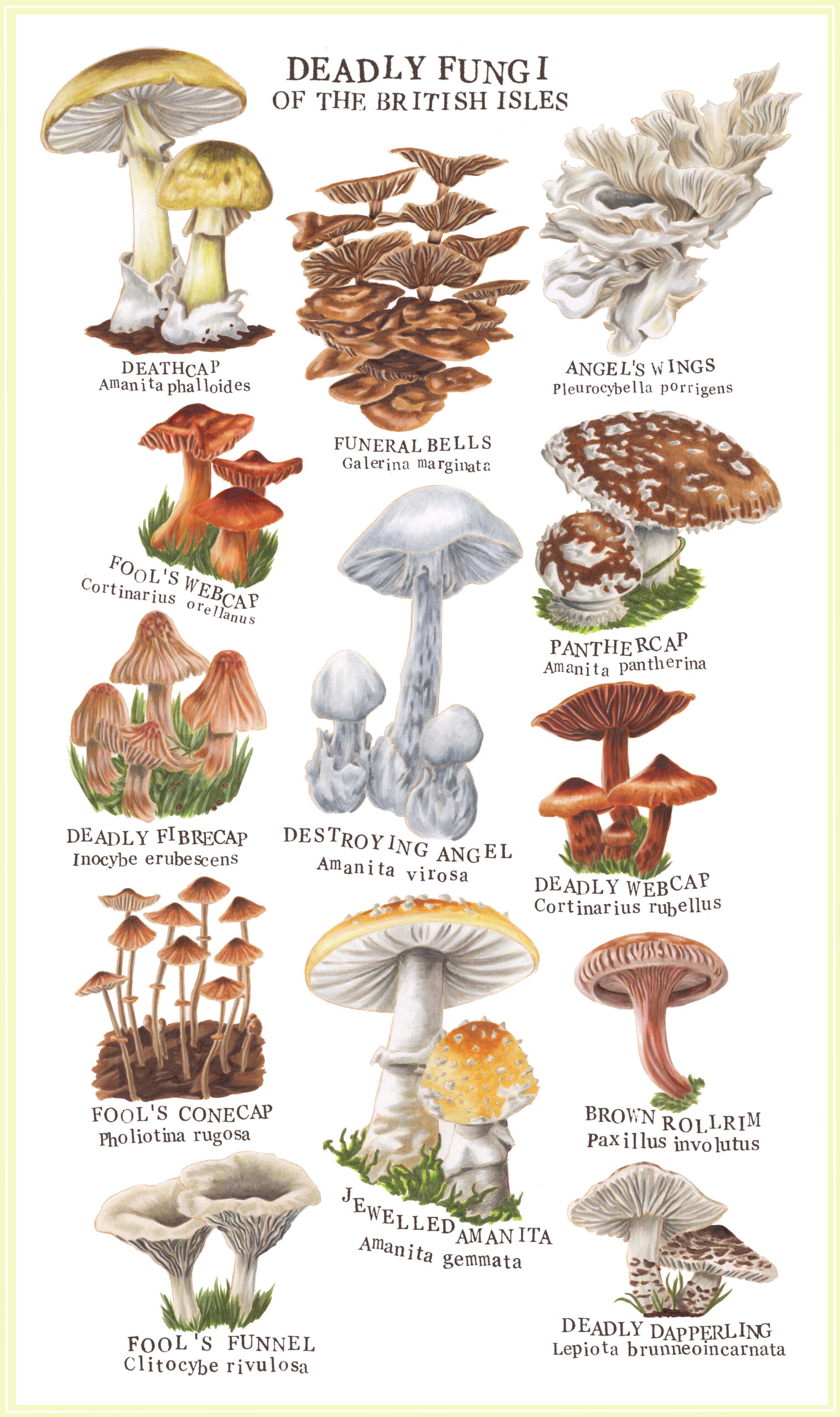 Deadly Fungi: The Emerging Superbug Crisis Deadly Fungi: The Emerging Superbug Crisis