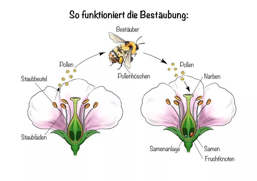 Die Kirschblüte In Pretzfeld: Wann Und Wo Sie Die Schönsten Blüten Erleben Die Kirschblüte In Pretzfeld: Wann Und Wo Sie Die Schönsten Blüten Erleben