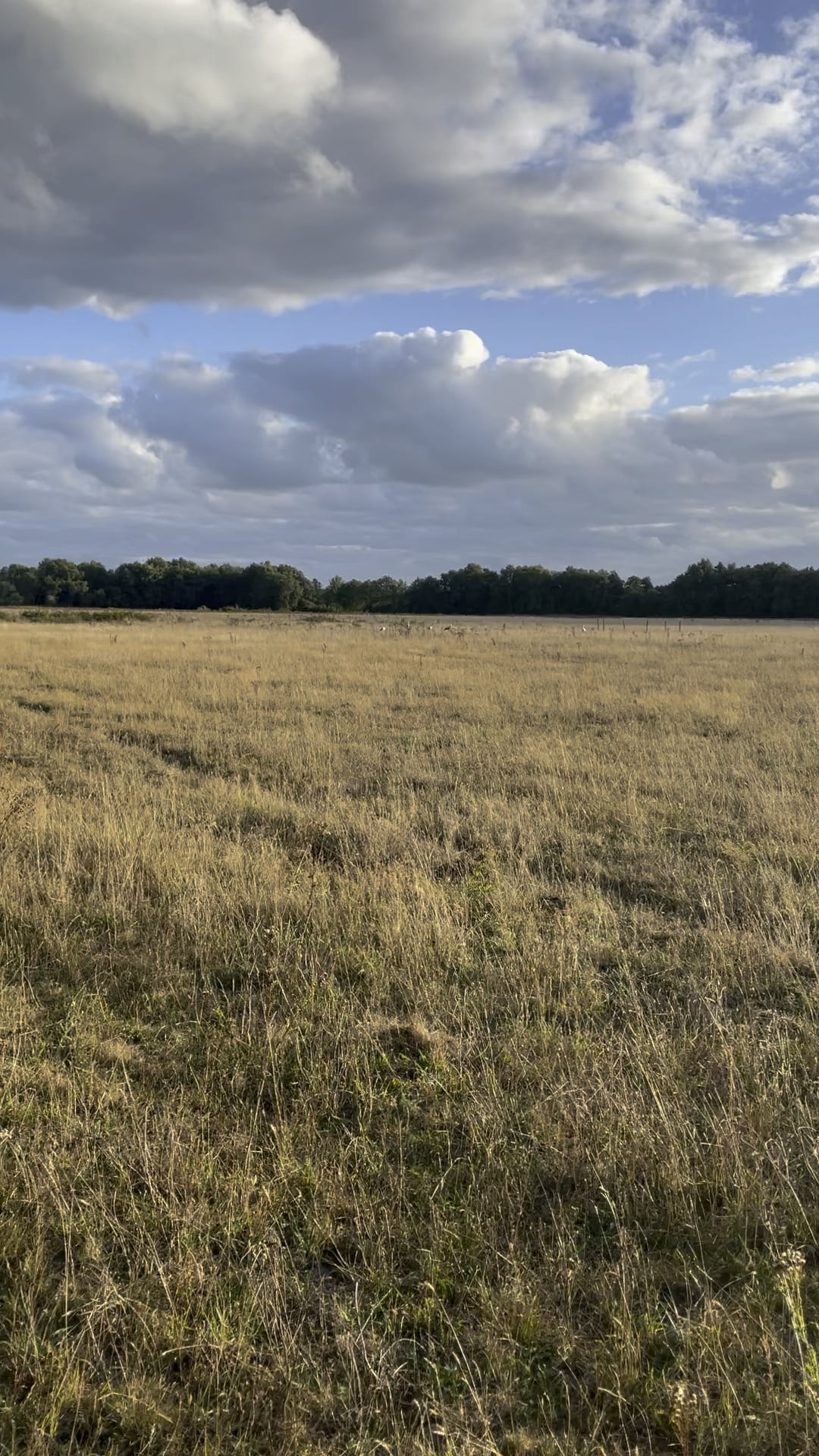 Droogte Drenthe: Veel Paasvuren Afgelast Droogte Drenthe: Veel Paasvuren Afgelast