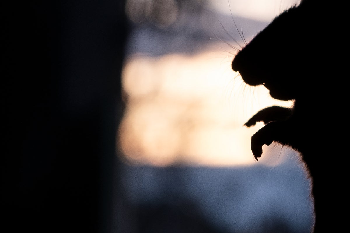 Drug-Addicted Rats Plague Houston: Understanding The Unusual Crisis Drug-Addicted Rats Plague Houston: Understanding The Unusual Crisis