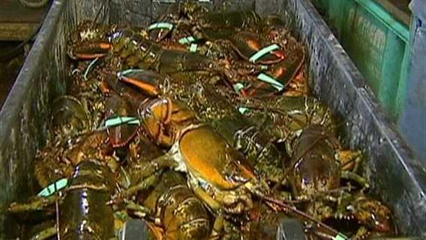Economic Downturn Slams Atlantic Canada's Lobster Fishing Industry