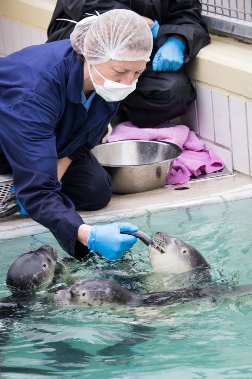 End Of An Era: Pieterburen's Seal Rescue Center Closes, Releases Final Seals End Of An Era: Pieterburen's Seal Rescue Center Closes, Releases Final Seals