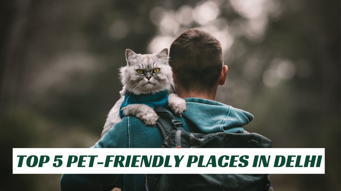 Enjoy Convenient Pet Travel With Uber's New Delhi And Mumbai Service