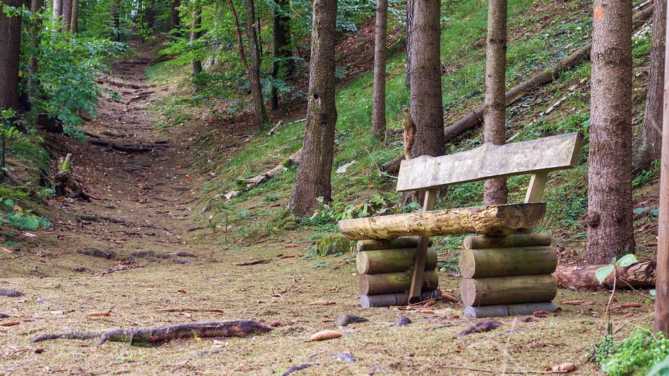 Erfolgreicher Naturschutz: 190.000 Bäume Im Nationalpark Sächsische Schweiz Neu Gepflanzt Erfolgreicher Naturschutz: 190.000 Bäume Im Nationalpark Sächsische Schweiz Neu Gepflanzt