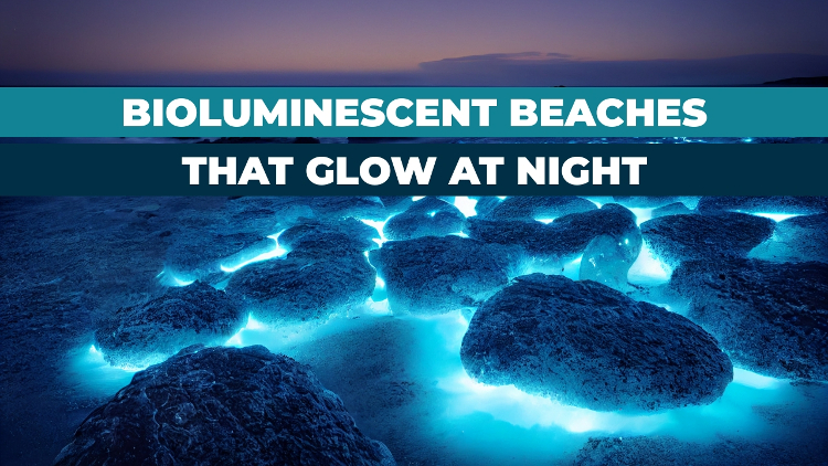 Experience Bioluminescent Waves: Best SoCal Beaches & Times Experience Bioluminescent Waves: Best SoCal Beaches & Times