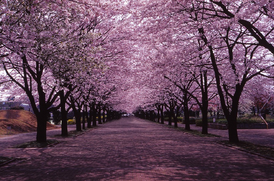 Experience Japan's Cherry Blossoms: A Springwatch Guide Experience Japan's Cherry Blossoms: A Springwatch Guide