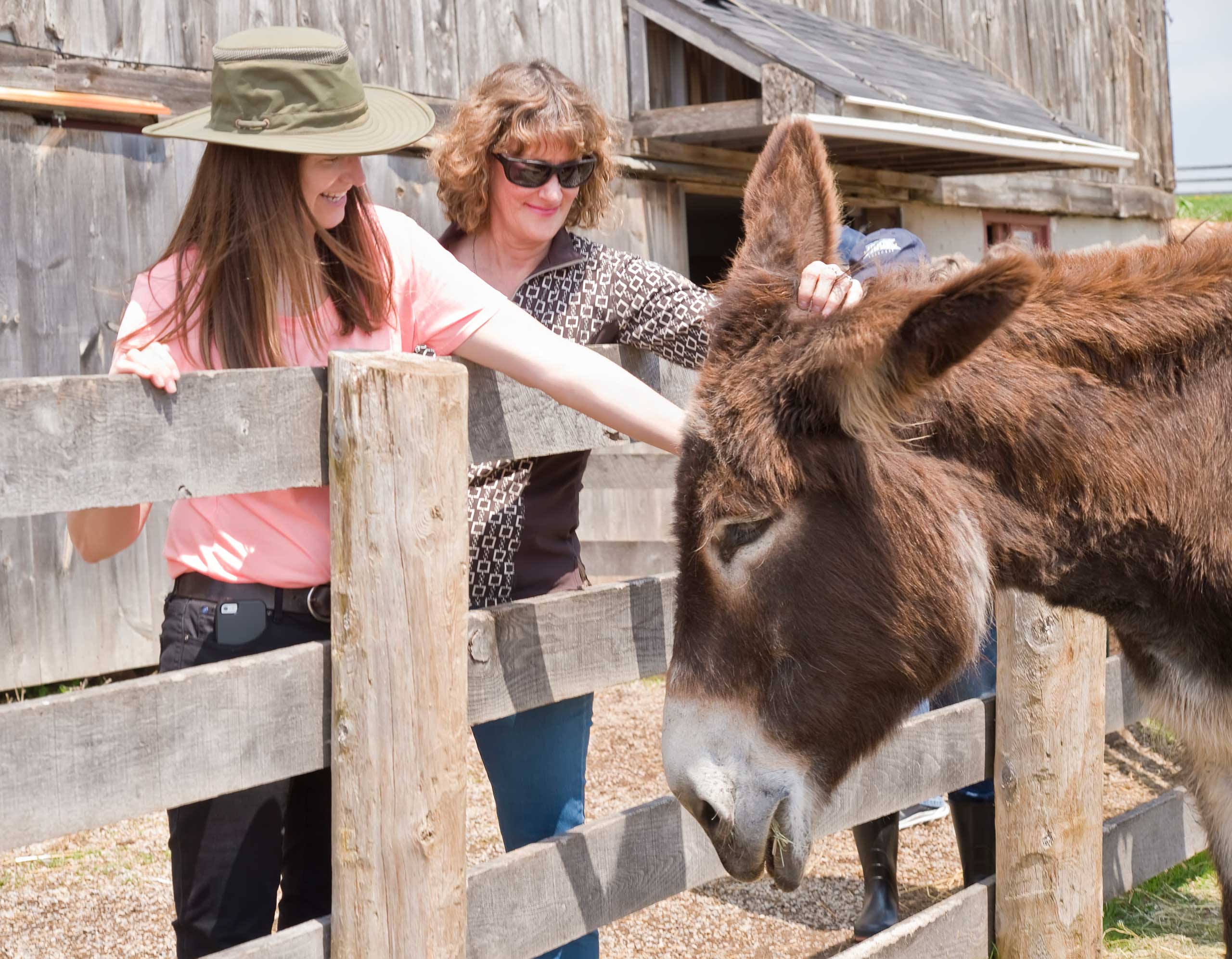 Experience The Southern California Donkey Roundup Experience The Southern California Donkey Roundup