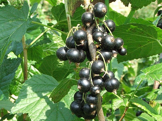Exploring The Flavors And Applications Of Cassis Blackcurrant Exploring The Flavors And Applications Of Cassis Blackcurrant