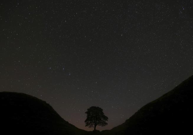 Felling Of Iconic Sycamore Gap Tree: Convictions Secured Felling Of Iconic Sycamore Gap Tree: Convictions Secured