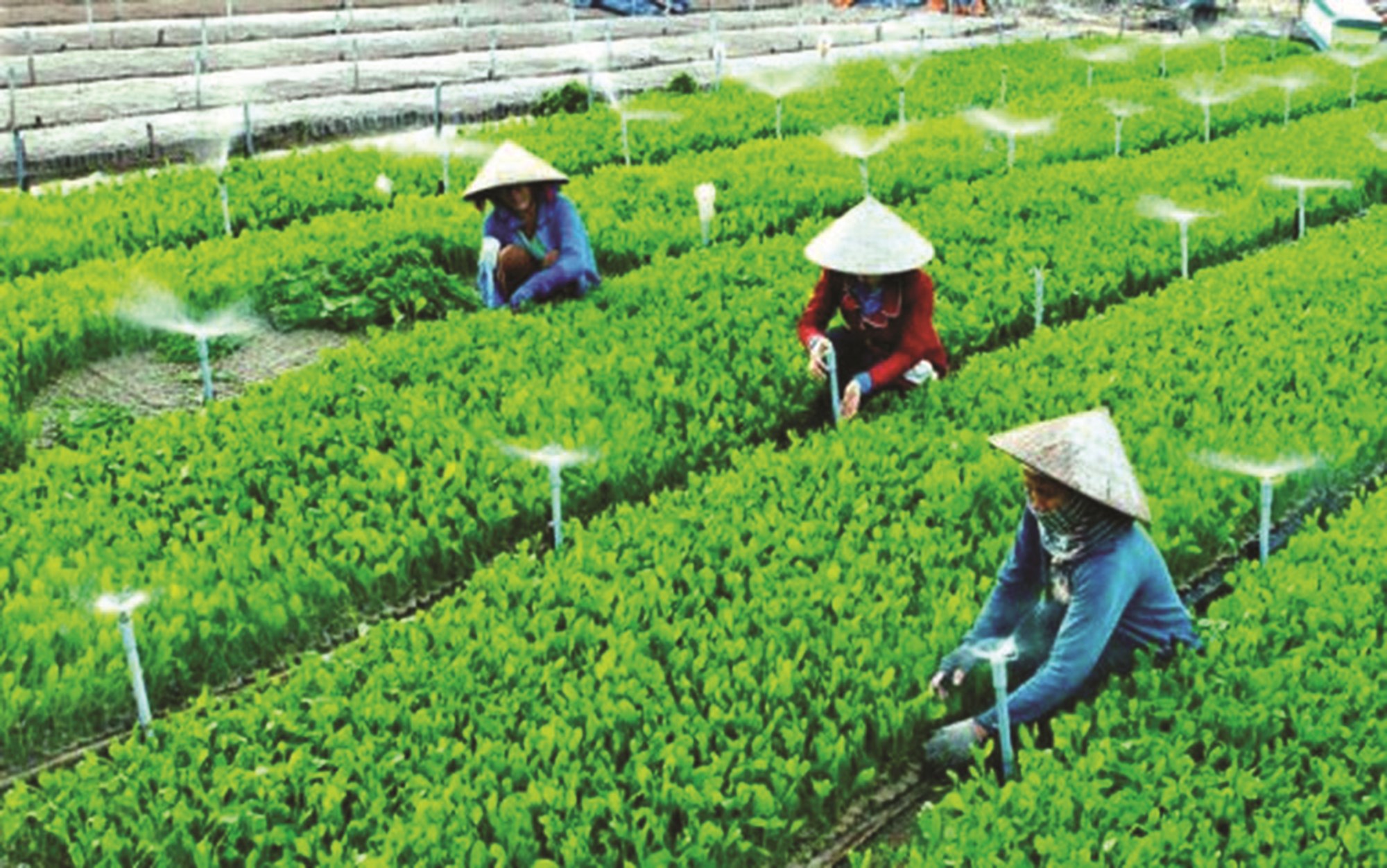 Giá Tiêu Leo Thang: Tin Vui Cho Nông Dân Việt Nam Giá Tiêu Leo Thang: Tin Vui Cho Nông Dân Việt Nam