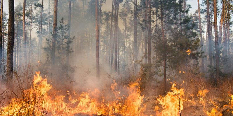 Global Forest Destruction: Wildfires And The Record-Breaking Losses Global Forest Destruction: Wildfires And The Record-Breaking Losses