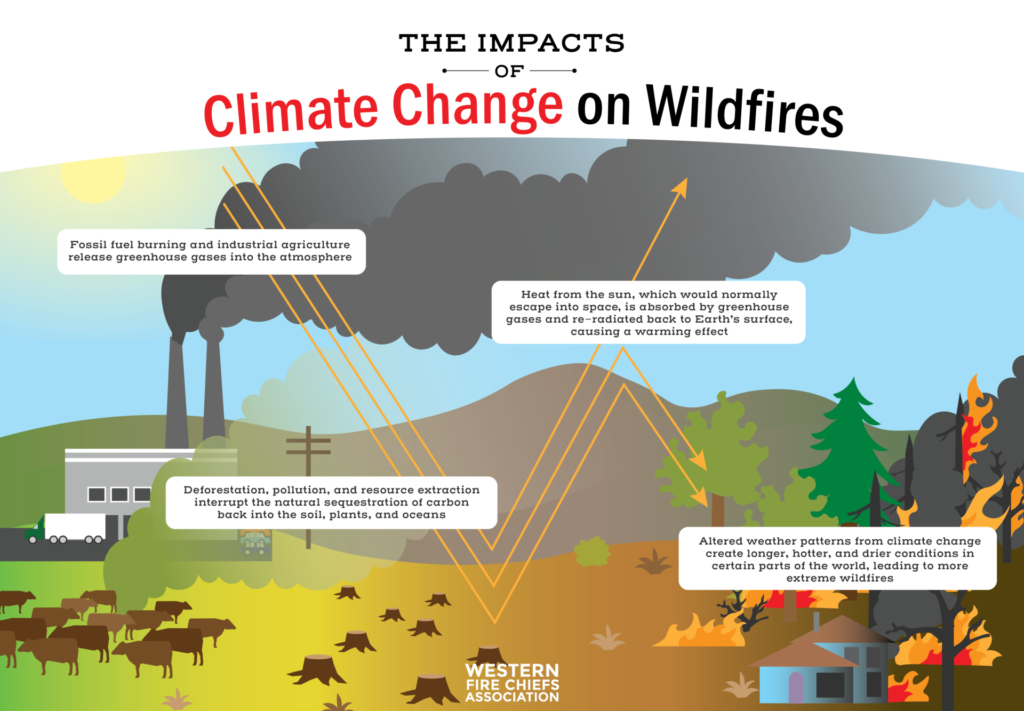 Global Forest Loss Reaches Record High: Wildfires Fuel The Destruction Global Forest Loss Reaches Record High: Wildfires Fuel The Destruction