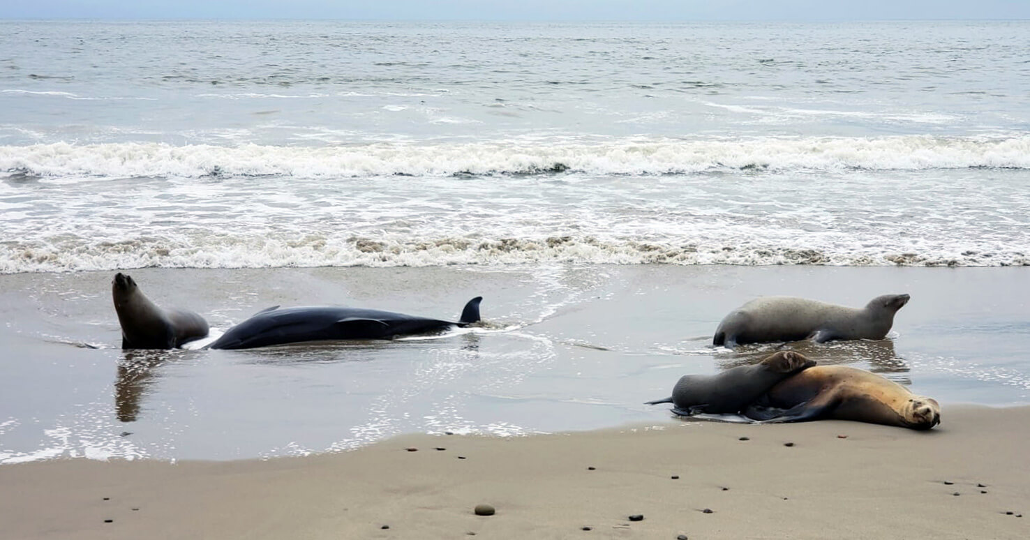 Harmful Algal Bloom Crisis: Threat To California's Marine Life Harmful Algal Bloom Crisis: Threat To California's Marine Life