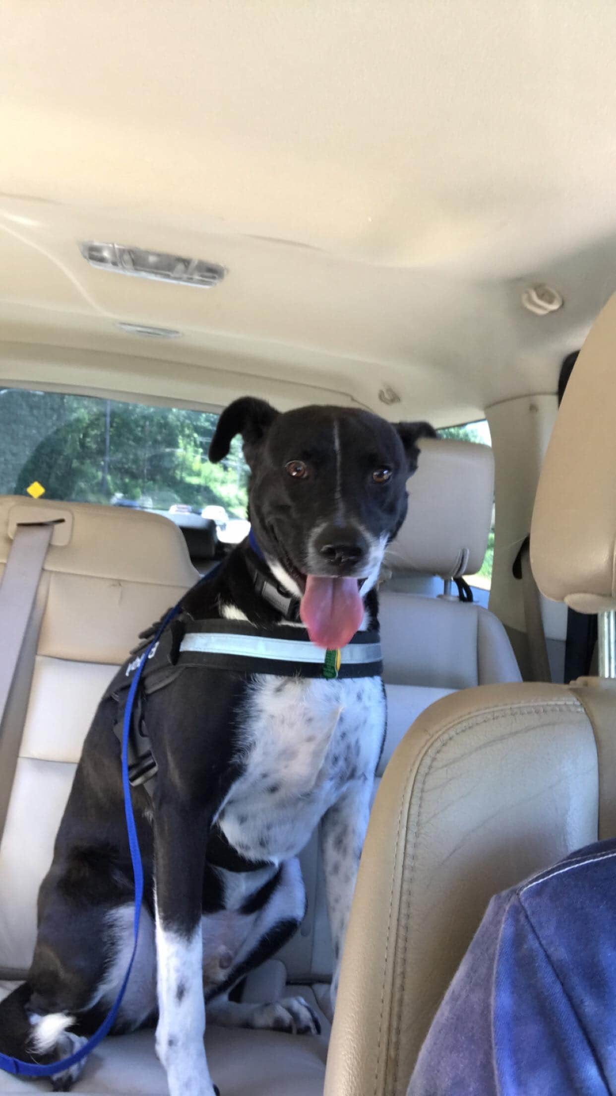 Heads Up For Tails And Uber Team Up For Convenient Pet Transportation In Delhi And Mumbai Heads Up For Tails And Uber Team Up For Convenient Pet Transportation In Delhi And Mumbai