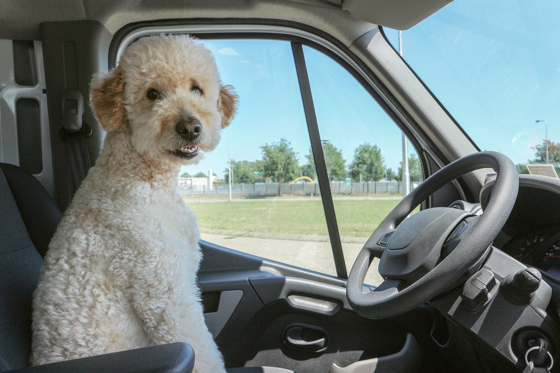 How To Book An Uber In Mumbai With Your Pet How To Book An Uber In Mumbai With Your Pet