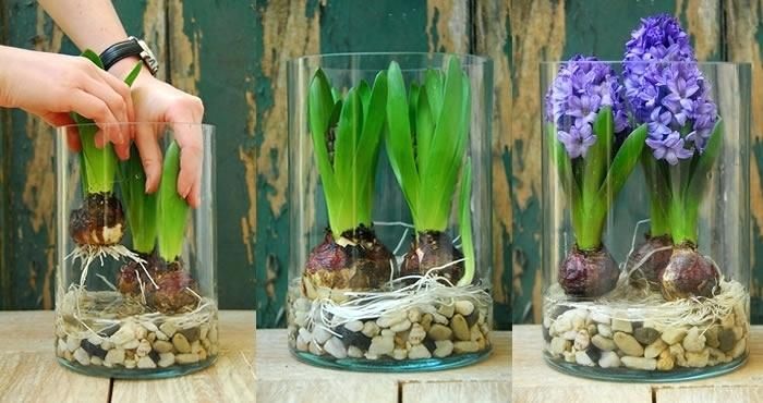 Hyacinth Bulb Planting Schedule: Ensuring Vibrant Spring Displays Hyacinth Bulb Planting Schedule: Ensuring Vibrant Spring Displays