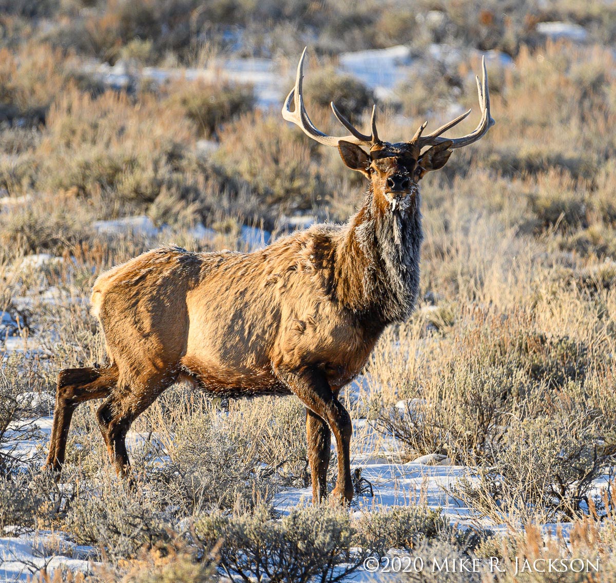 Impact Of Public Comment On Jackson Elk Hunt Season Permits Impact Of Public Comment On Jackson Elk Hunt Season Permits